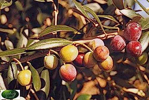 Arbequina Olive Trees