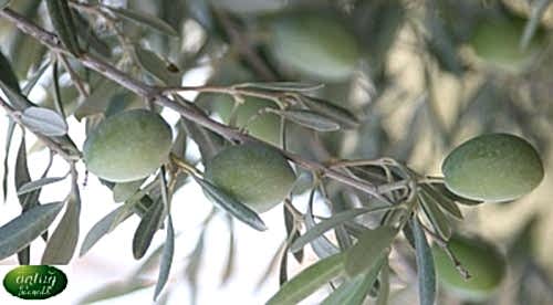 Çekiste Olive Trees (Sapling)