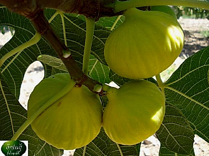 Sarılop Fig Trees