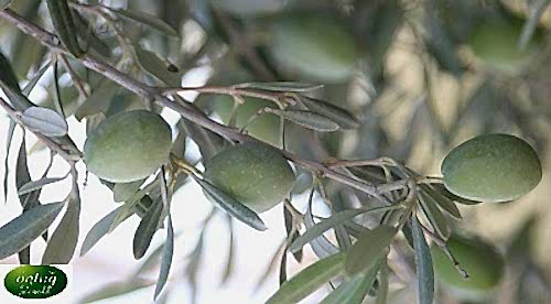 Çekişte Zeytin Fidanı