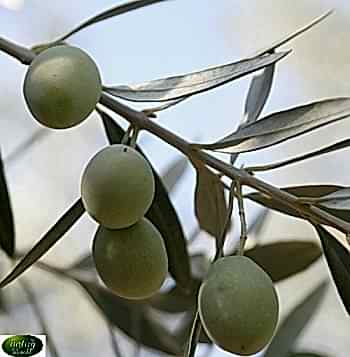 Domat Zeytin Fidanı