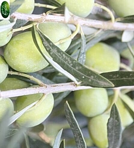 İzmir Çilli Zeytin Fidanı