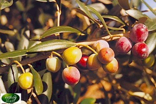 Arbequina Zeytin Fidanı