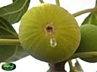 Fig Trees (Fig Sapling)