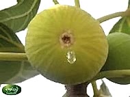 incir Fidanı Çeşitleri