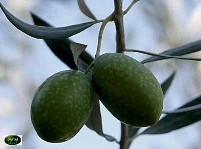 Olive Trees (Olive Sapling)